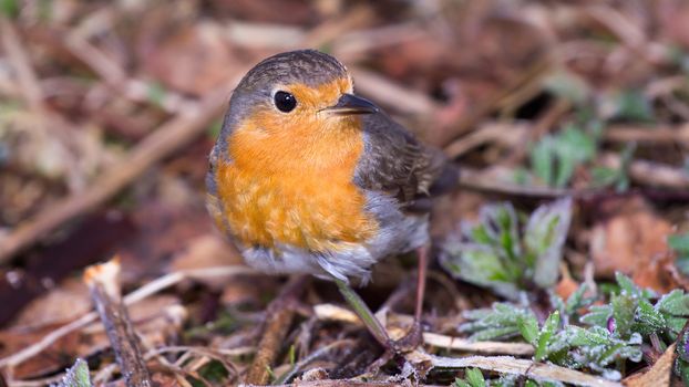 robin (Erithacus rubecola) close up, spring photo