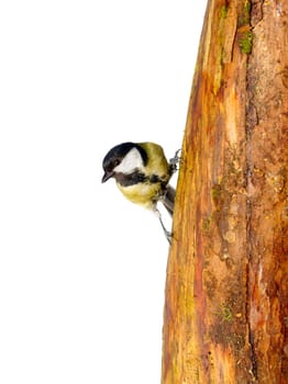 titmouse at top close up