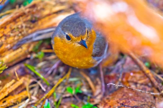 robin (Erithacus rubecola) close up, spring photo