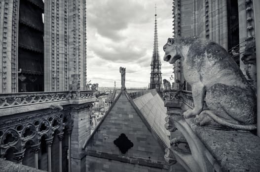 view from the Cathedral of Notre Dame in Paris