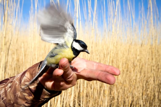 titmouse in a hand against a reed wall