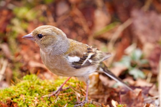 chaffinch in the spring against the wood