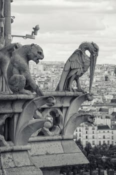 view from the Cathedral of Notre Dame in Paris