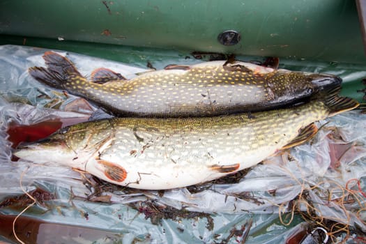 trophy on fishing: large pike great luck