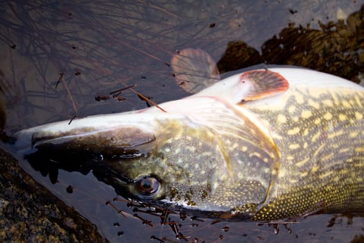 trophy on fishing: large pike great luck