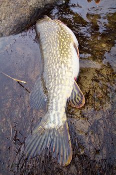 trophy on fishing: large pike great luck