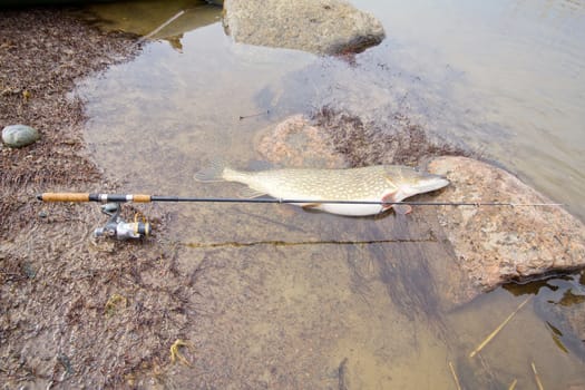 trophy on fishing: large pike great luck