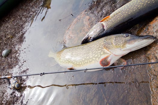 trophy on fishing: large pike great luck