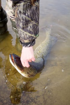 large trophy of a pike in hands of the fisherman