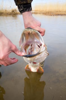 large trophy of a pike in hands of the fisherman