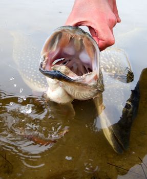 large trophy of a pike in hands of the fisherman