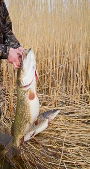 trophy on fishing: large pike great luck