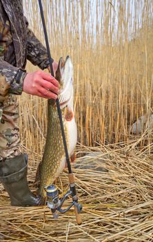 trophy on fishing: large pike great luck