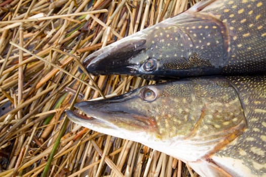 two big pikes very rare fortune on fishing