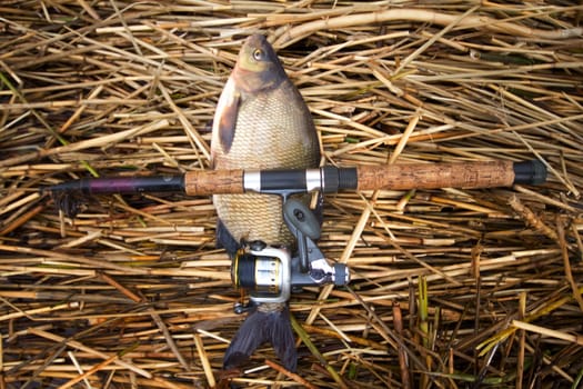 the bream rudd caught on hook against water and cane