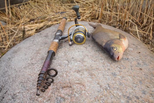 the bream among snags and stones on the bank of the forest lake