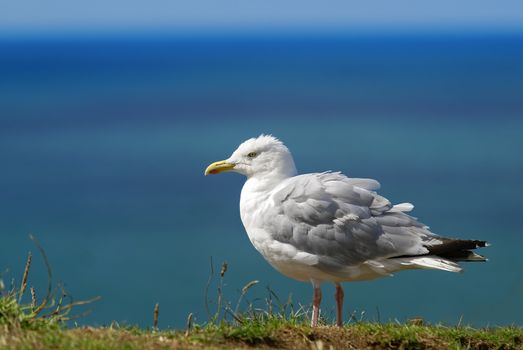 Seagull on blue background