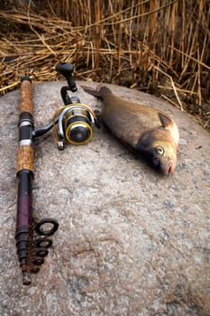 the bream among snags and stones on the bank of the forest lake