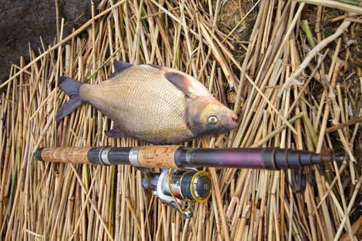 the bream caught in canes at a small depth