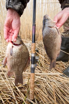 crucian carp (Carassius) caught on hook against water and cane