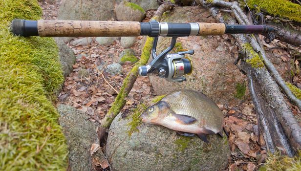 the bream among snags and stones on the bank of the forest lake