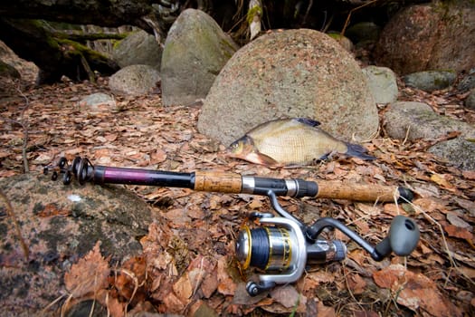 the bream among snags and stones on the bank of the forest lake