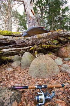 the bream among snags and stones on the bank of the forest lake