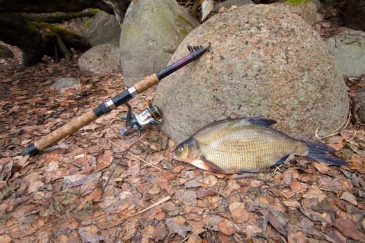 the bream among snags and stones on the bank of the forest lake