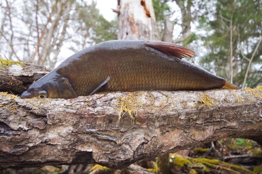 the bream among snags and stones on the bank of the forest lake