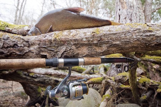 the bream among snags and stones on the bank of the forest lake