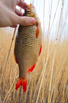 rudd caught on hook against water and cane