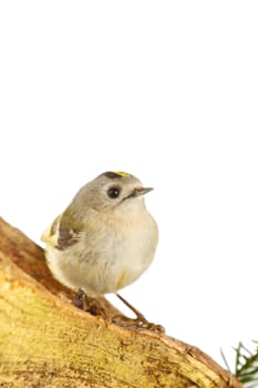 goldcrest on a white background on a branch