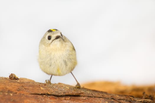 goldcrest on a white background on a branch