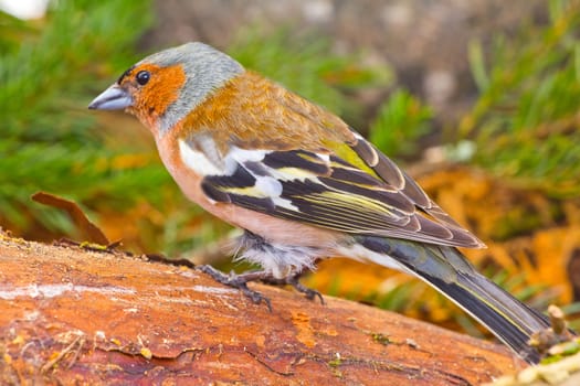 chaffinch in the spring against the wood