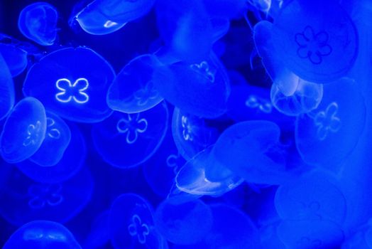 Jellyfish in aquarium tank lit by blue lighting