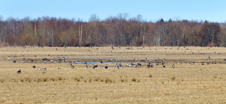 spring congestions of geese on fields during migration