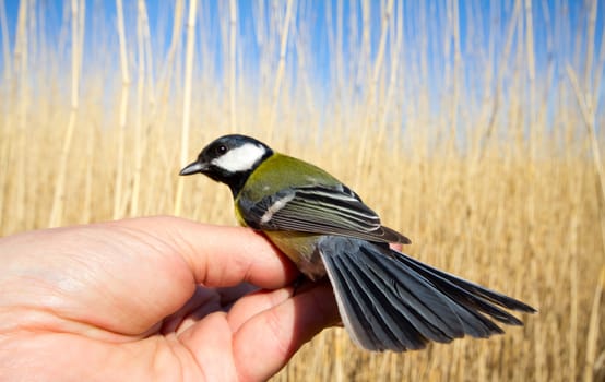 titmouse in a hand against a reed wall