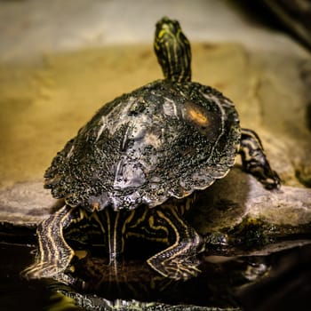 Tortoise sunbathing - view from the back as the sea turtle enters the shore