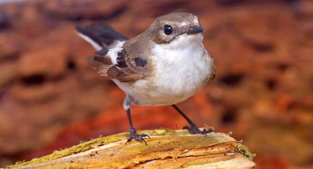 half-collared flycatcher on a forest laying