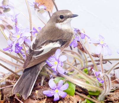 half-collared flycatcher on a forest laying