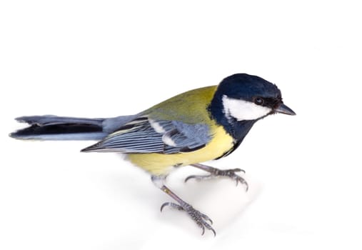 male of a titmouse on a white background