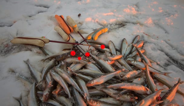 fishing on the Baltic Sea