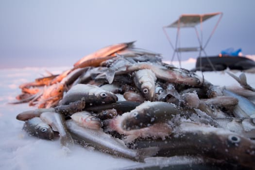 fishing on the Baltic Sea