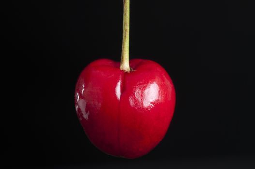 The cherry is the fruit of many plants of the genus Prunus.