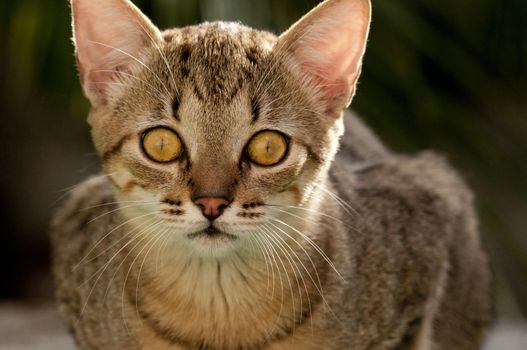 A young domestic cat looking into the camera