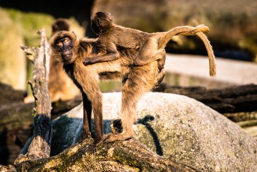 monkey mother carrying her baby baboon in a zoo