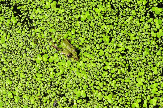 green frog coverd by duckweed