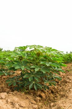 Cassava garden