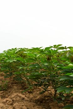 Cassava garden
