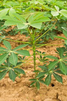 Cassava garden